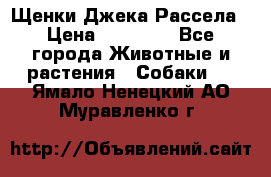 Щенки Джека Рассела › Цена ­ 10 000 - Все города Животные и растения » Собаки   . Ямало-Ненецкий АО,Муравленко г.